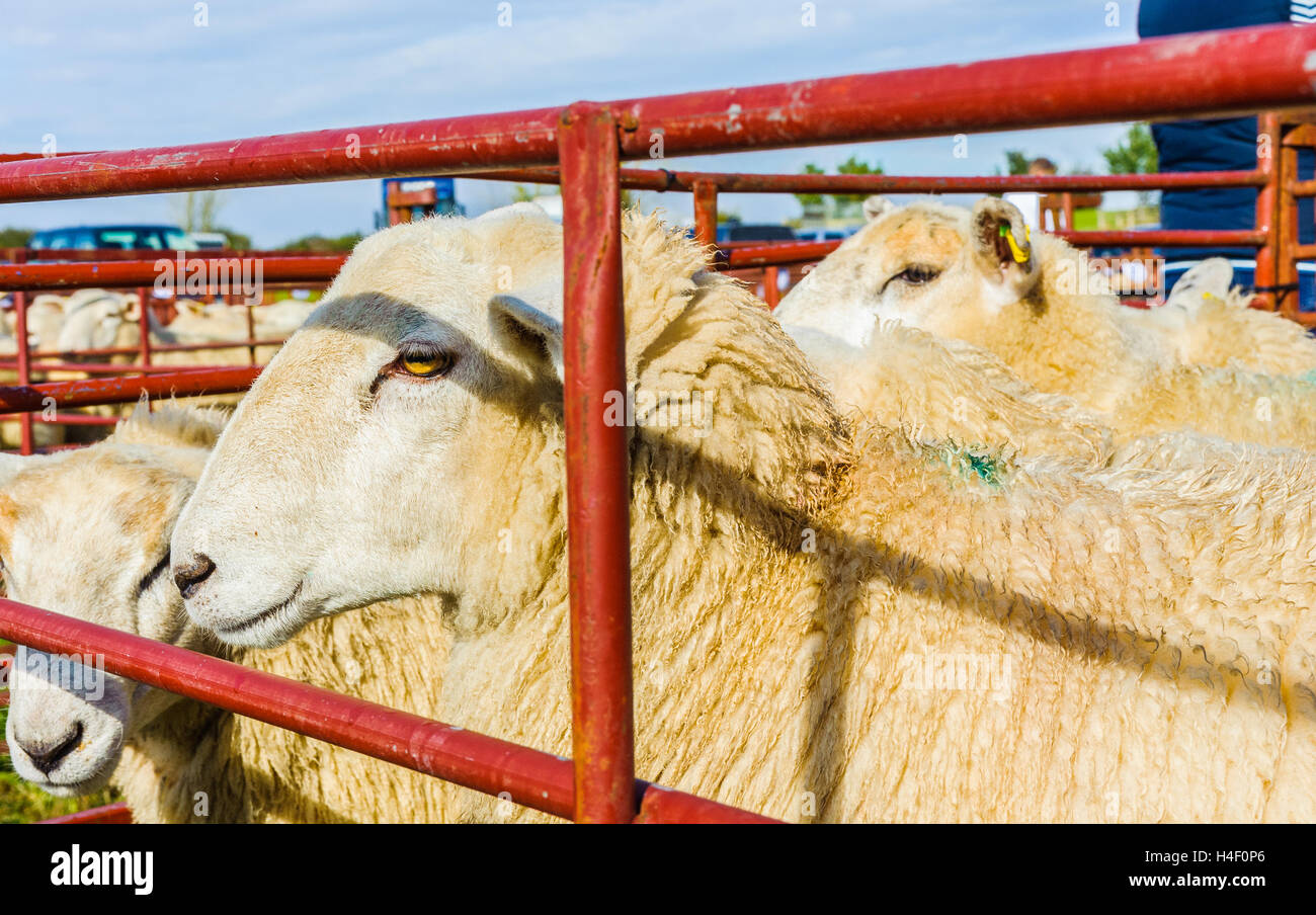Corby Glen juste des moutons, Grantham, Lincolnshire - White face moutons dans un enclos en attente d'être vendus Banque D'Images