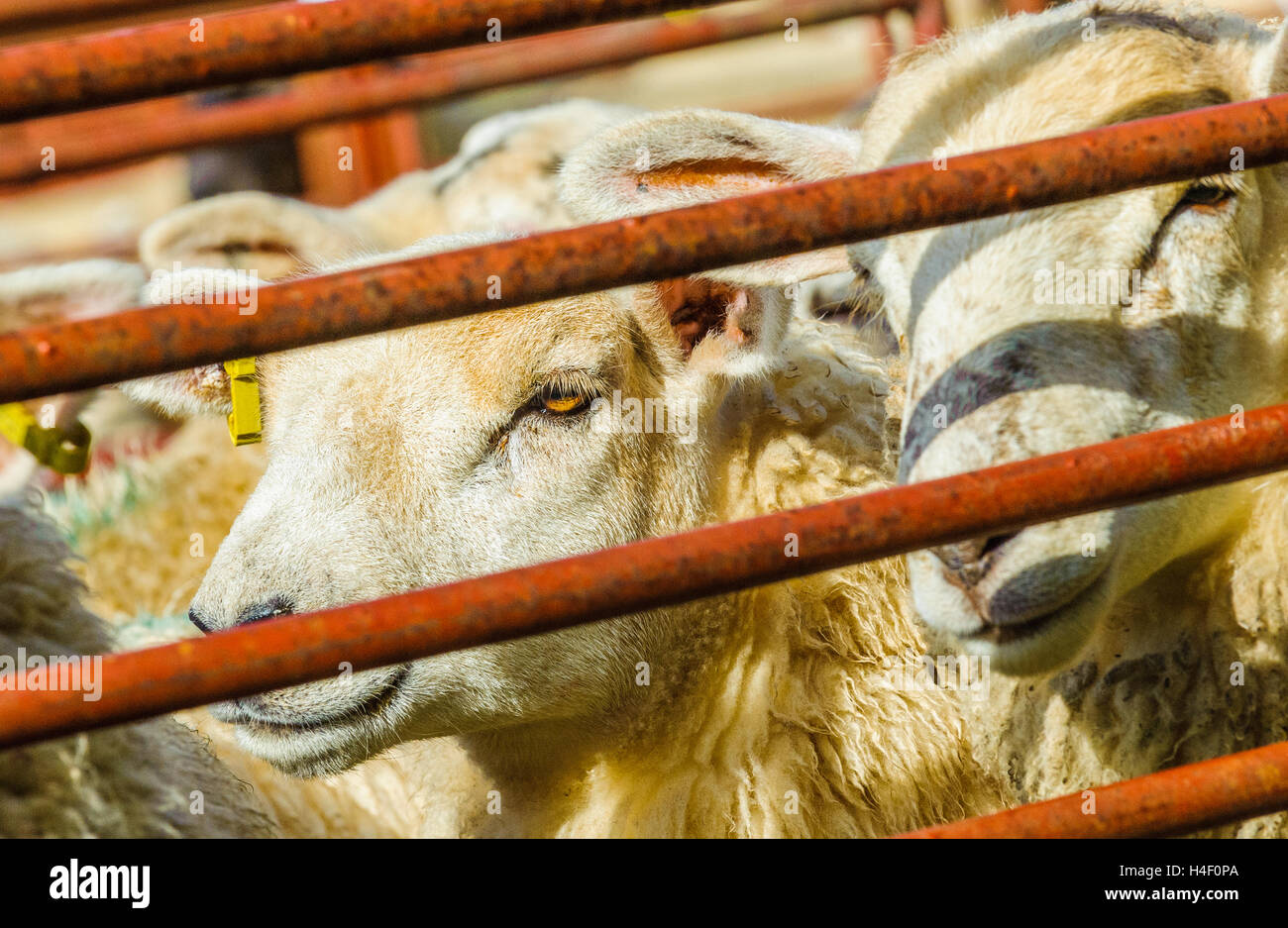 Corby Glen juste des moutons, Grantham, Lincolnshire - Un mouton face blanche dans un stylo en attente d'être vendus Banque D'Images