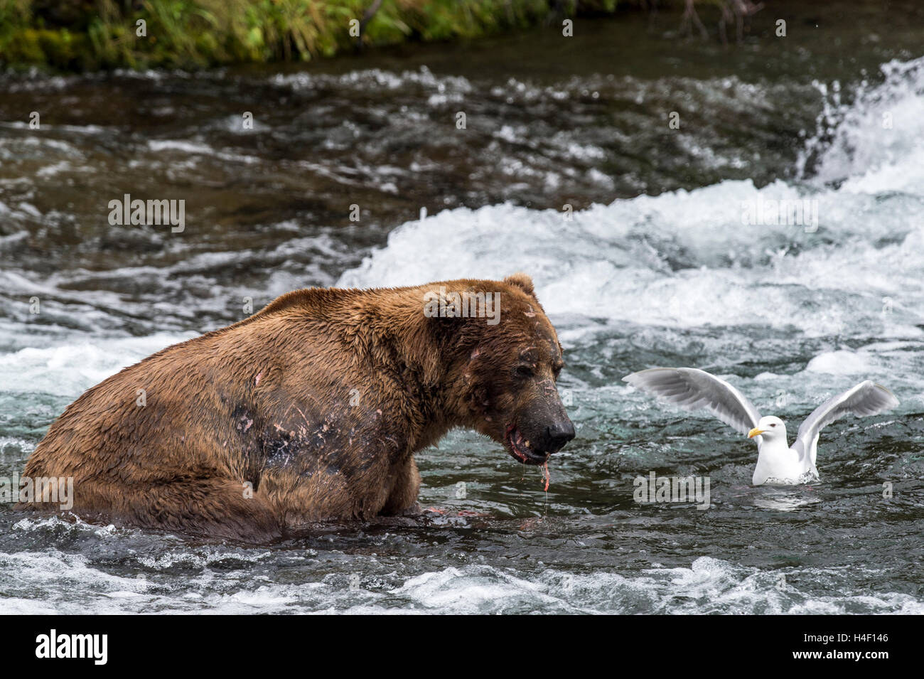 L'alimentation de l'ours brun sur le saumon Brooks River, Katmai National Park, Alaska Banque D'Images