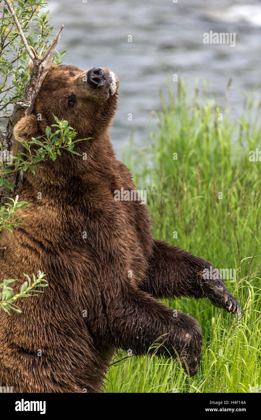 Ours brun se gratter le dos contre un arbre, Brooks River, Katmai National Park, Alaska Banque D'Images