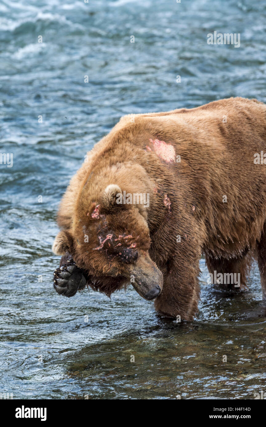 Ours brun se gratter la tête, Brooks River, Katmai National Park, Alaska Banque D'Images