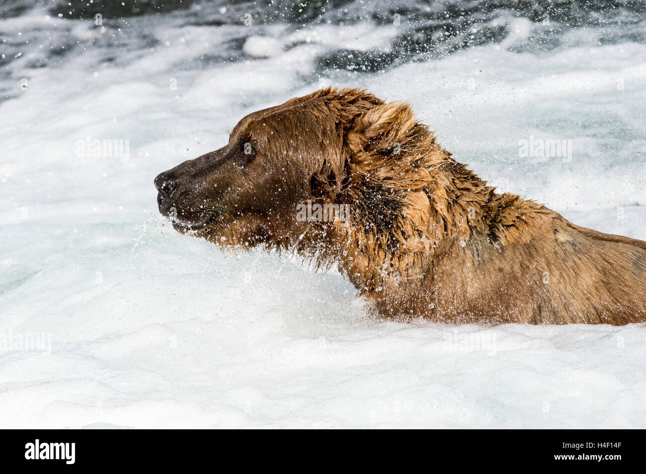 Portrait de l'ours brun, Brooks River, Katmai National Park, Alaska Banque D'Images