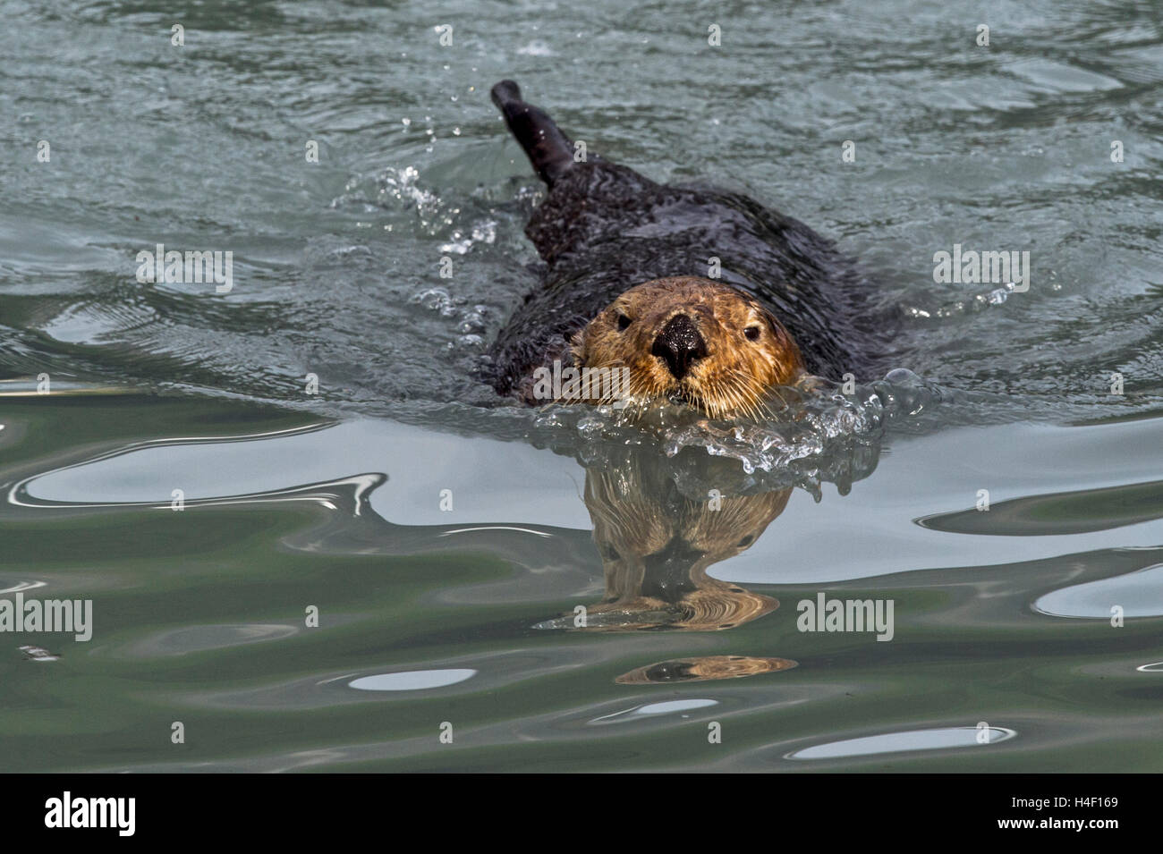 Adultes de la loutre de mer dans l'eau, de l'Alaska Kenai Fjords Banque D'Images