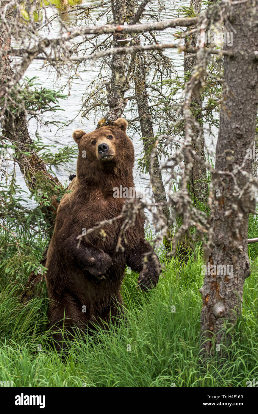 Ours brun se gratter le dos contre un arbre, Brooks River, Katmai National Park, Alaska Banque D'Images
