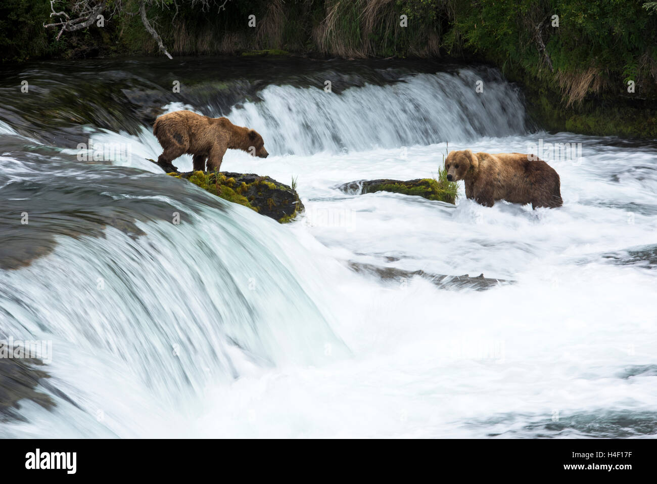 La chasse aux ours bruns du saumon dans la rivière, Brooks River, Katmai National Park, Alaska Banque D'Images