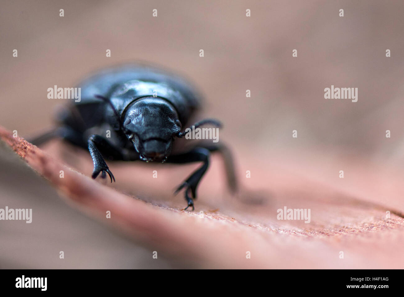 Darkling beetle, Porto Ferro, Sardaigne, Italie Banque D'Images