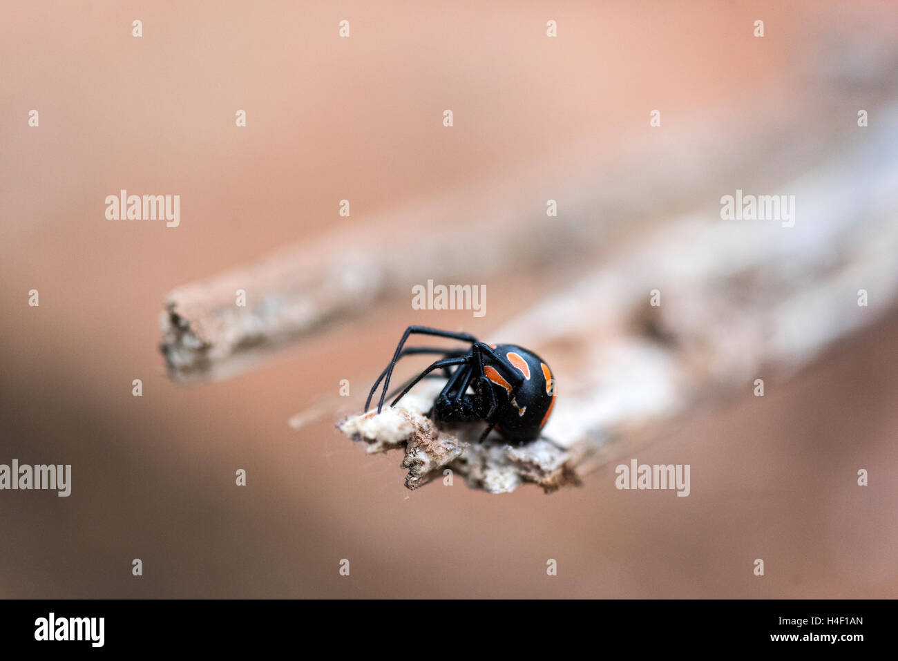 La veuve noire, de la Méditerranée (Latrodectus tredecimguttatus), Capocaccia, Sardaigne, Italie Banque D'Images