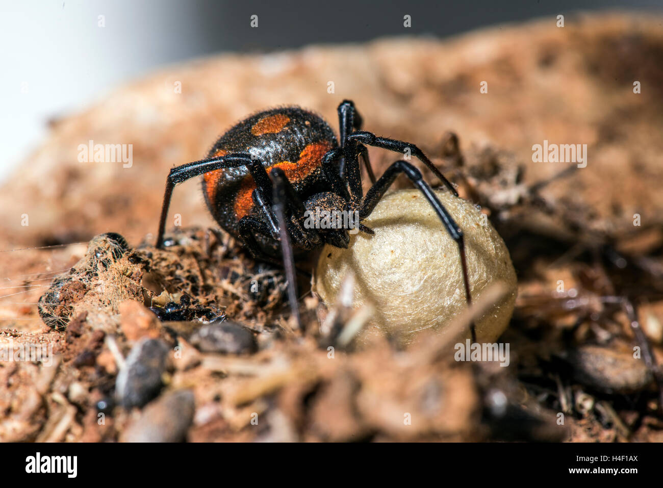 La veuve noire, de la Méditerranée (Latrodectus tredecimguttatus) avec