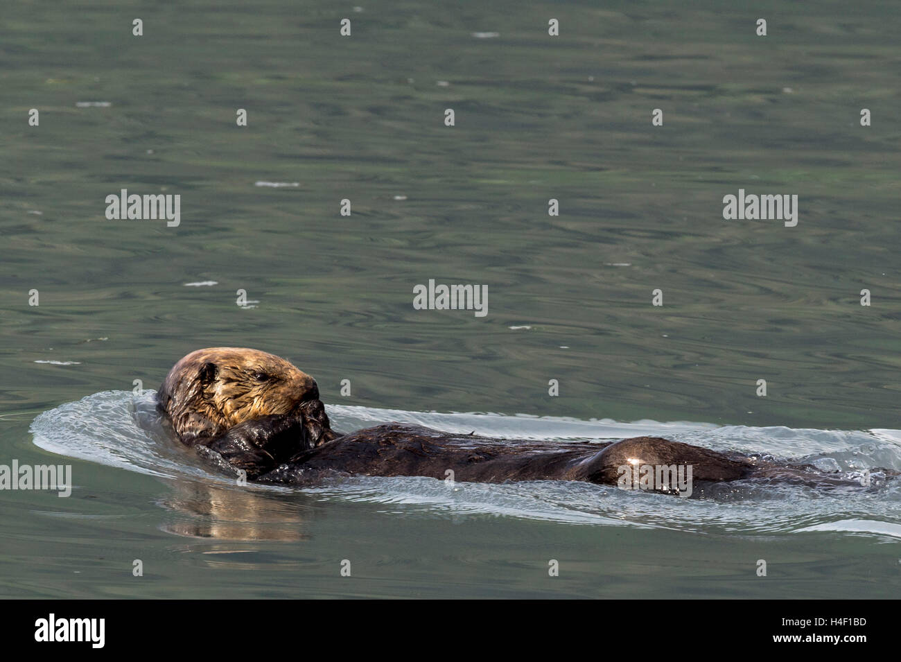 Adultes de la loutre de mer dans l'eau, de l'Alaska Kenai Fjords Banque D'Images