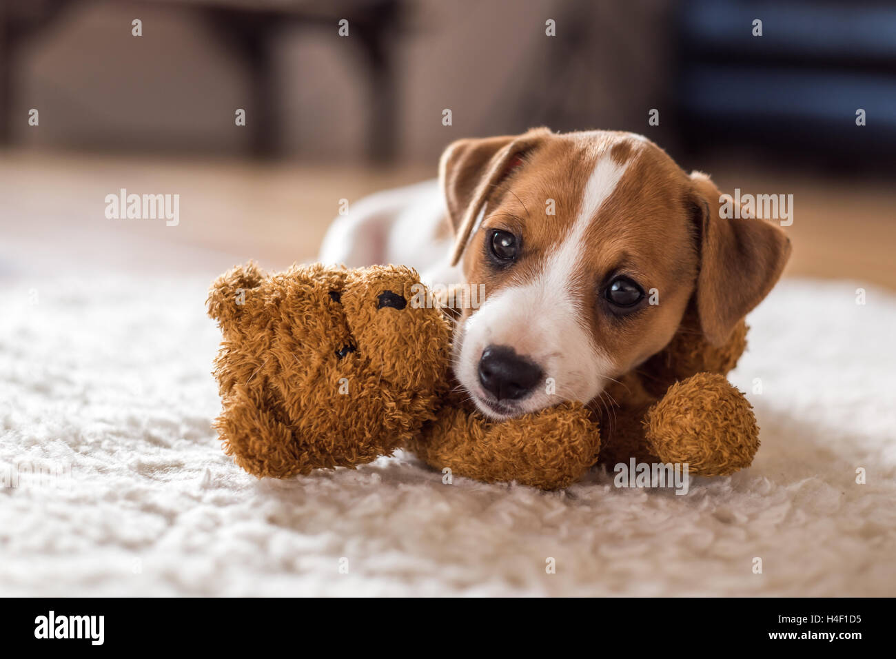 Jack Russel chiot sur tapis blanc Banque D'Images