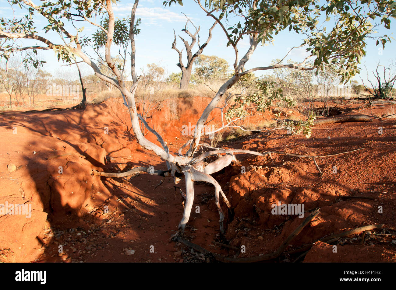 Eucalyptus dans Dry Creek - Kimberley - Australie Banque D'Images