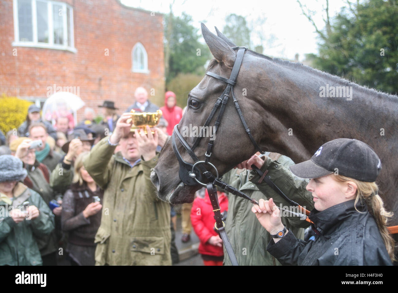 Denman,Gold Cup winner,chevaux gagnants de Cheltenham Festival de Paul Nicholls horse racing stable parade dans Ditcheat,village Somerset.Angleterre Banque D'Images