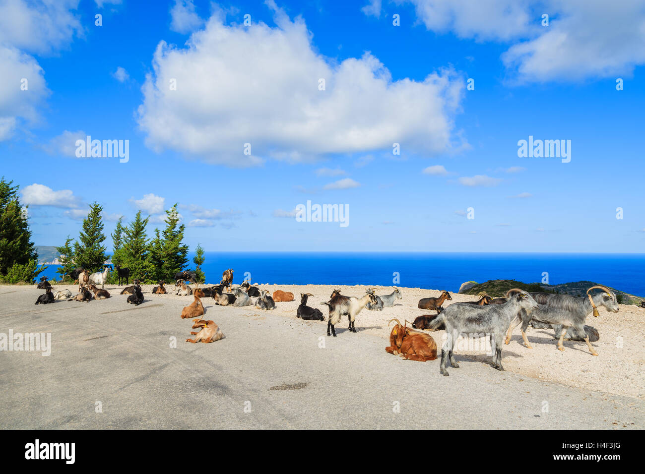 Les chèvres avec des cornes sur la pittoresque route de montagne au village d'Assos contre l'arrière-plan de la mer bleue, l'île de Céphalonie, Grèce Banque D'Images