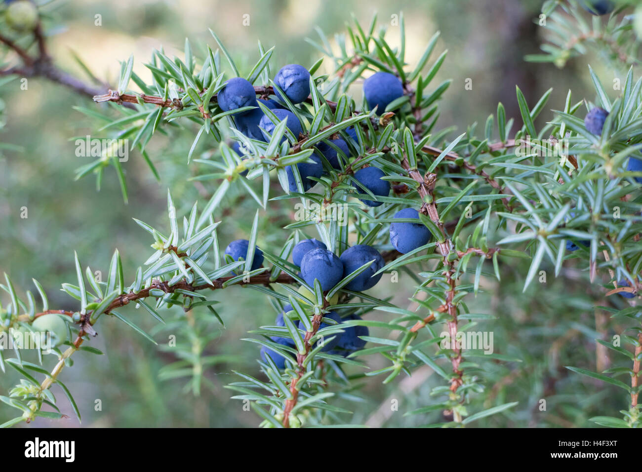 Brindille de genévrier commun avec blue berries Banque D'Images