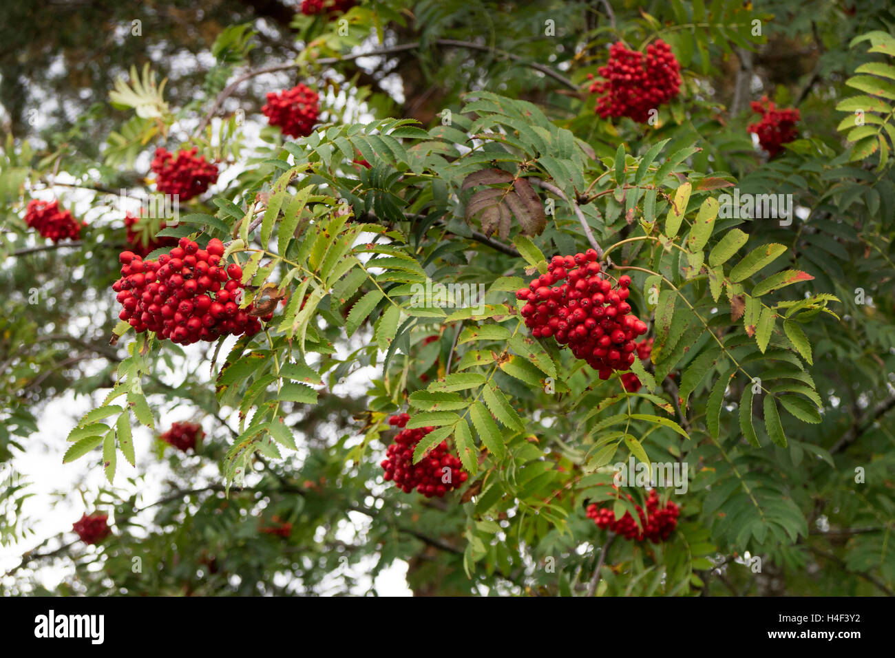 Rowan européenne, Sorbus aucuparia, aux fruits rouges Banque D'Images