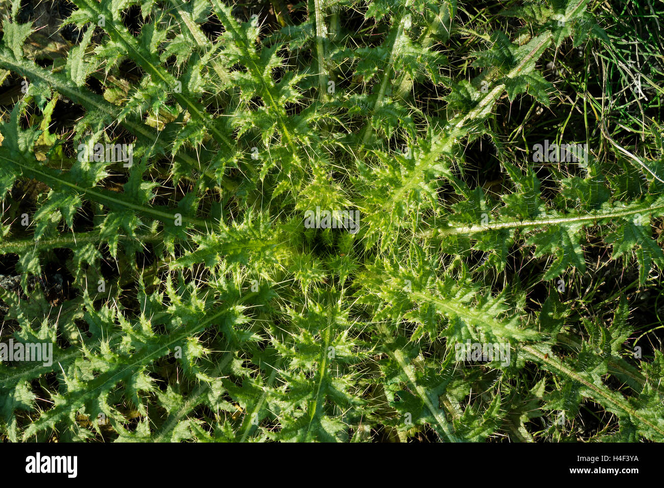 Rosette de feuilles d'un chardon Cirsium vulgare, lance Banque D'Images