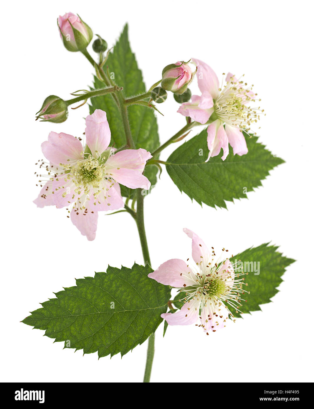 Blackberry Blossom bouquet de fruits isolé sur fond blanc Banque D'Images