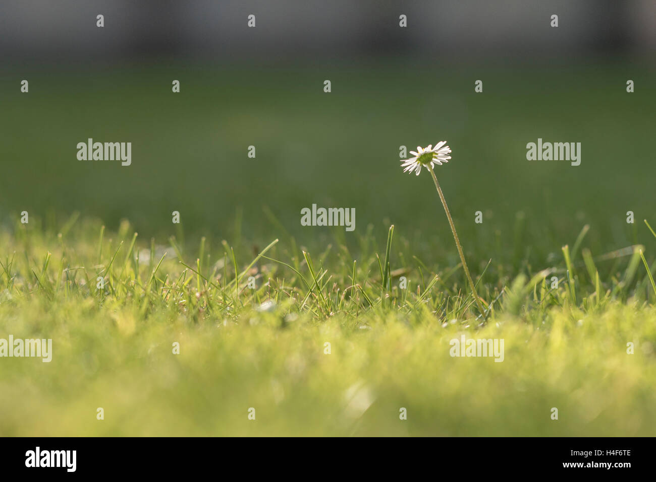 Un gros plan d'une seule daisy sur une pelouse sur un après-midi ensoleillé Banque D'Images