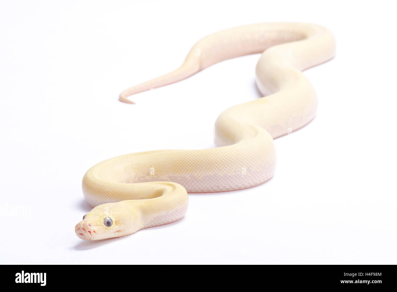 Python Python birman,bivittatus,'ivory' Banque D'Images
