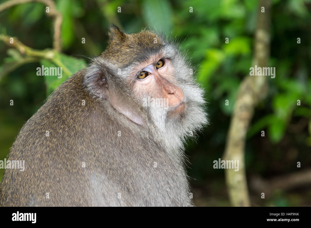 Portrait d'un Long-Tailed balinais singe dans la forêt des singes d'Ubud à Bali, Indonésie. Banque D'Images