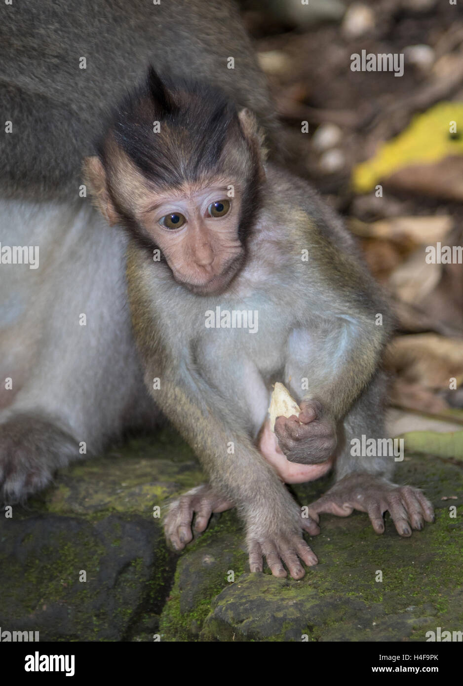 Un jeune singe Long-Tailed balinais dans la forêt des singes d'Ubud à Bali, Indonésie. Banque D'Images