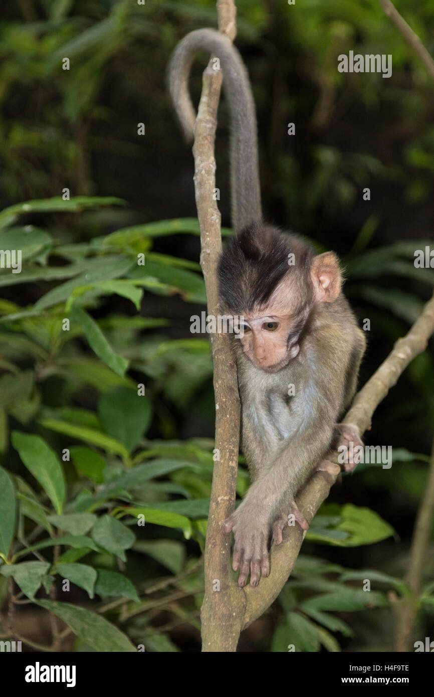 Un jeune singe Long-Tailed balinais dans la forêt des singes d'Ubud à Bali, Indonésie. Banque D'Images