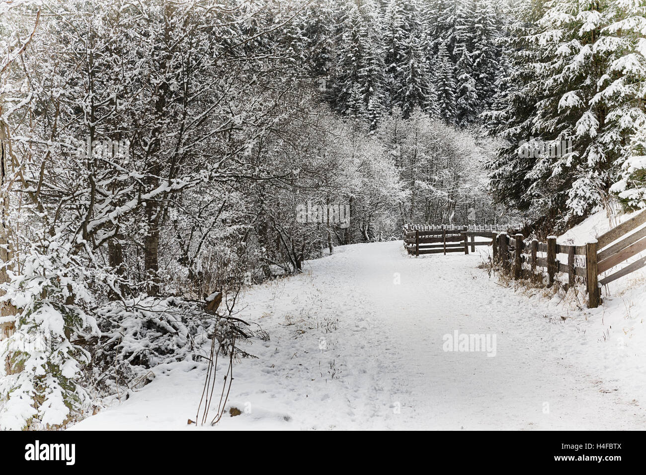 Première neige de l'hiver saison dans un chemin de montagne dans le parc naturel, Italie Banque D'Images