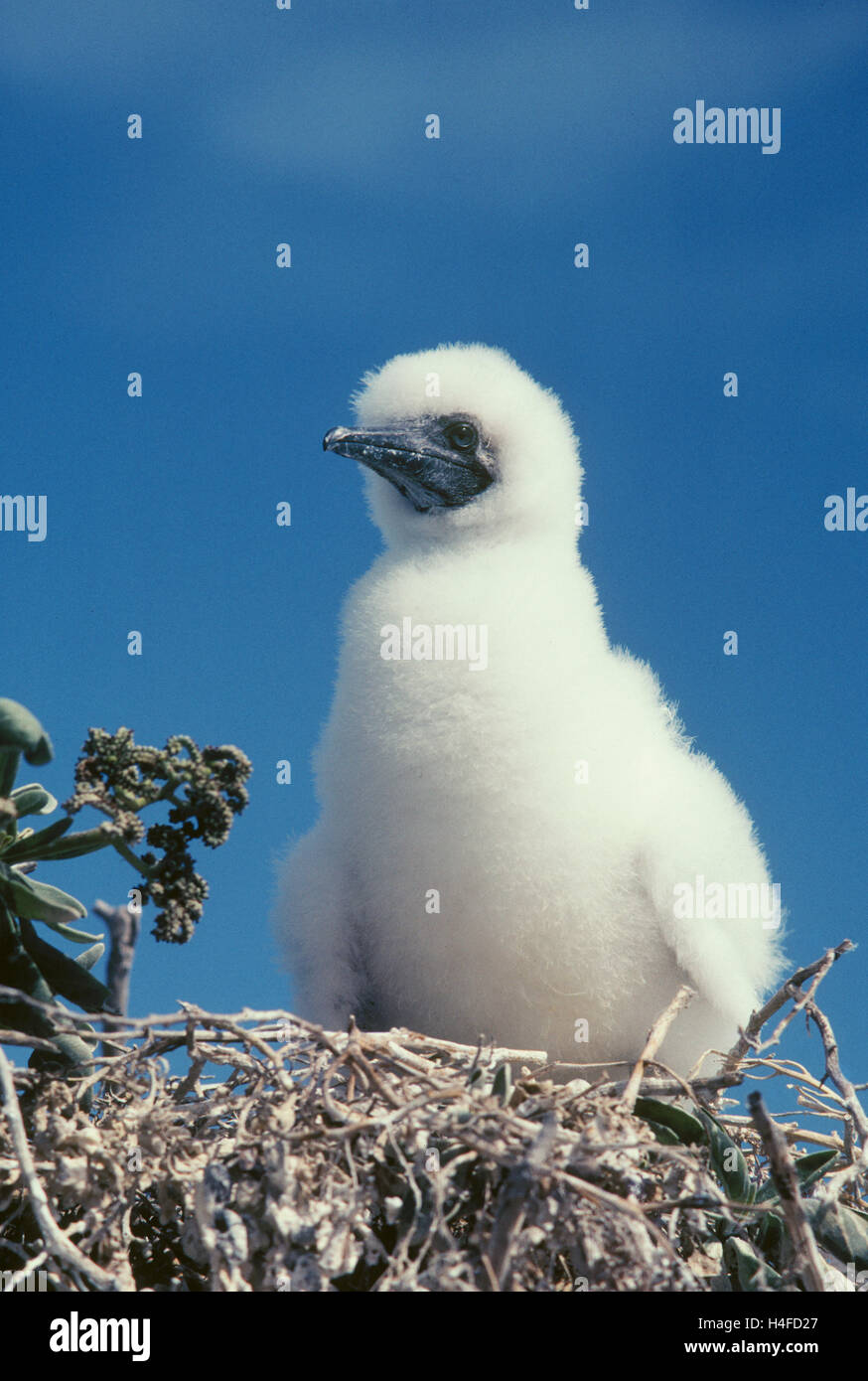 Fou à pieds rouges chick sur son nid ; l'île Tern, Hawaiian Islands National Wildlife Refuge. Banque D'Images