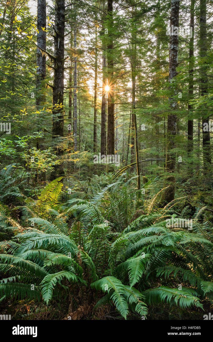 Les fougères et les sapins ; Elliott State Forest, montagnes de la chaîne côtière, de l'Oregon. FR 1000. Banque D'Images