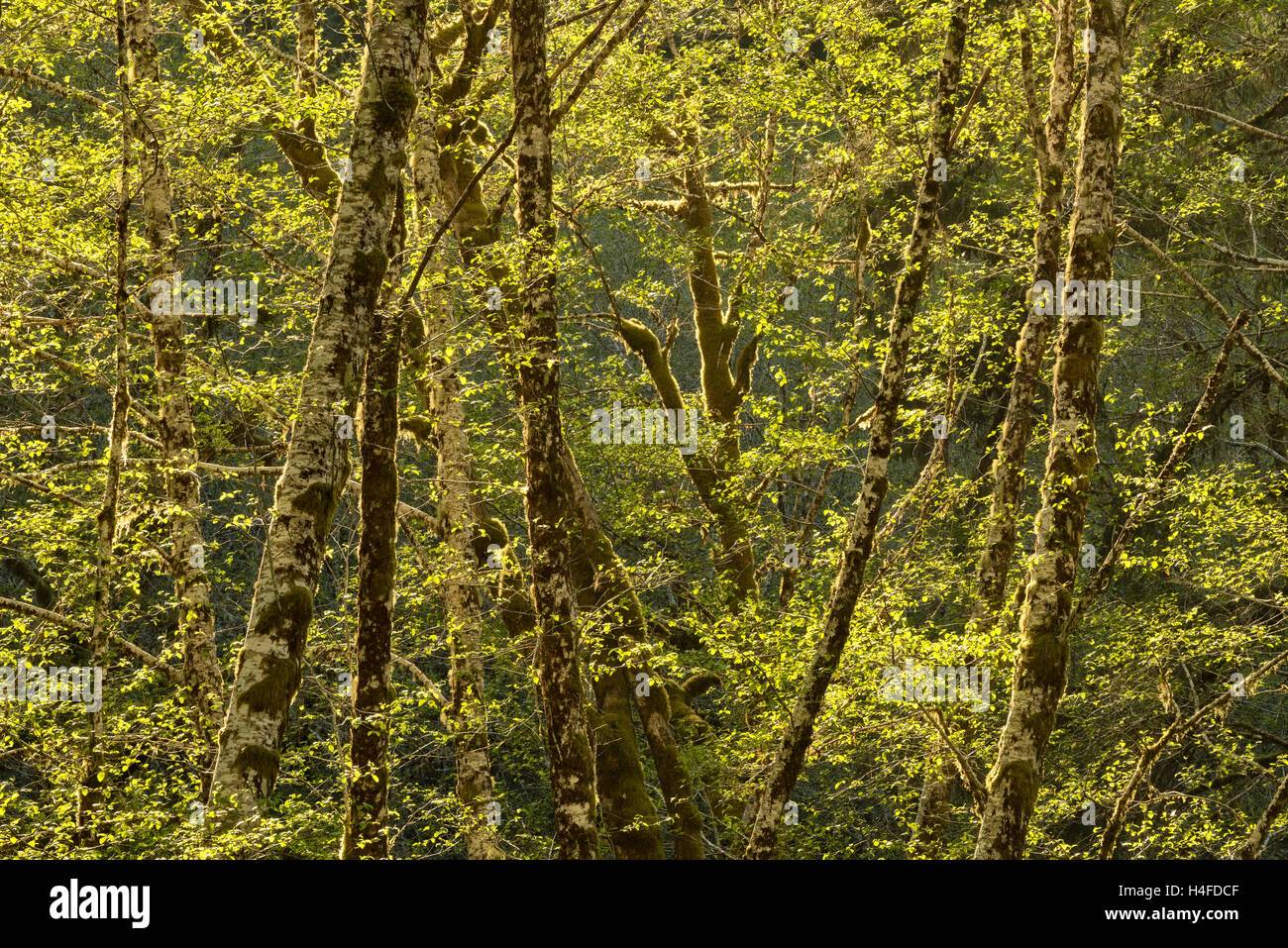 D'aulnes, Elliott State Forest, montagnes de la chaîne côtière, de l'Oregon. Banque D'Images