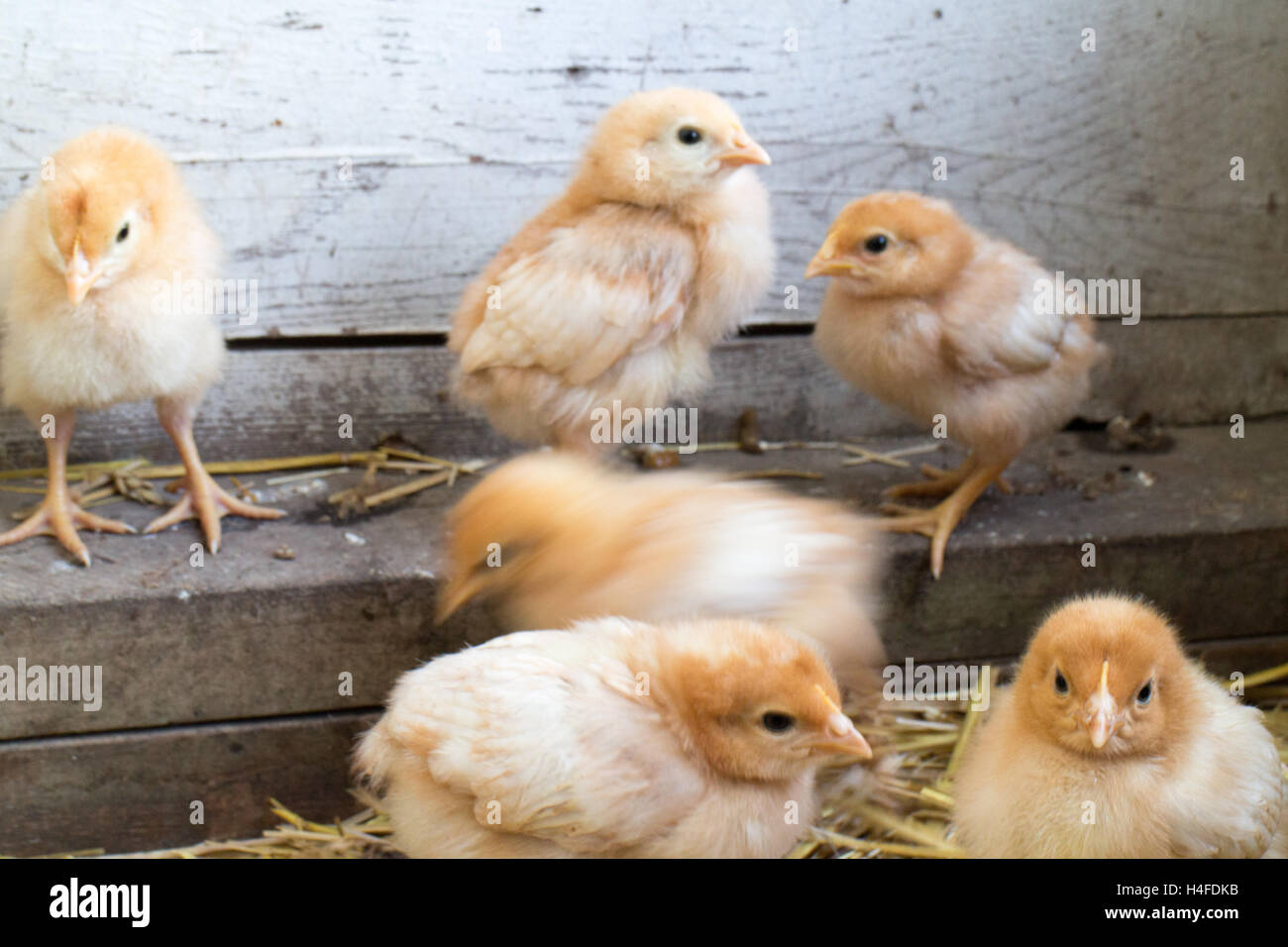 Les poulets de bébé, les poussins grandissent vite, peu de fluff balls, inspirée de la ferme Banque D'Images