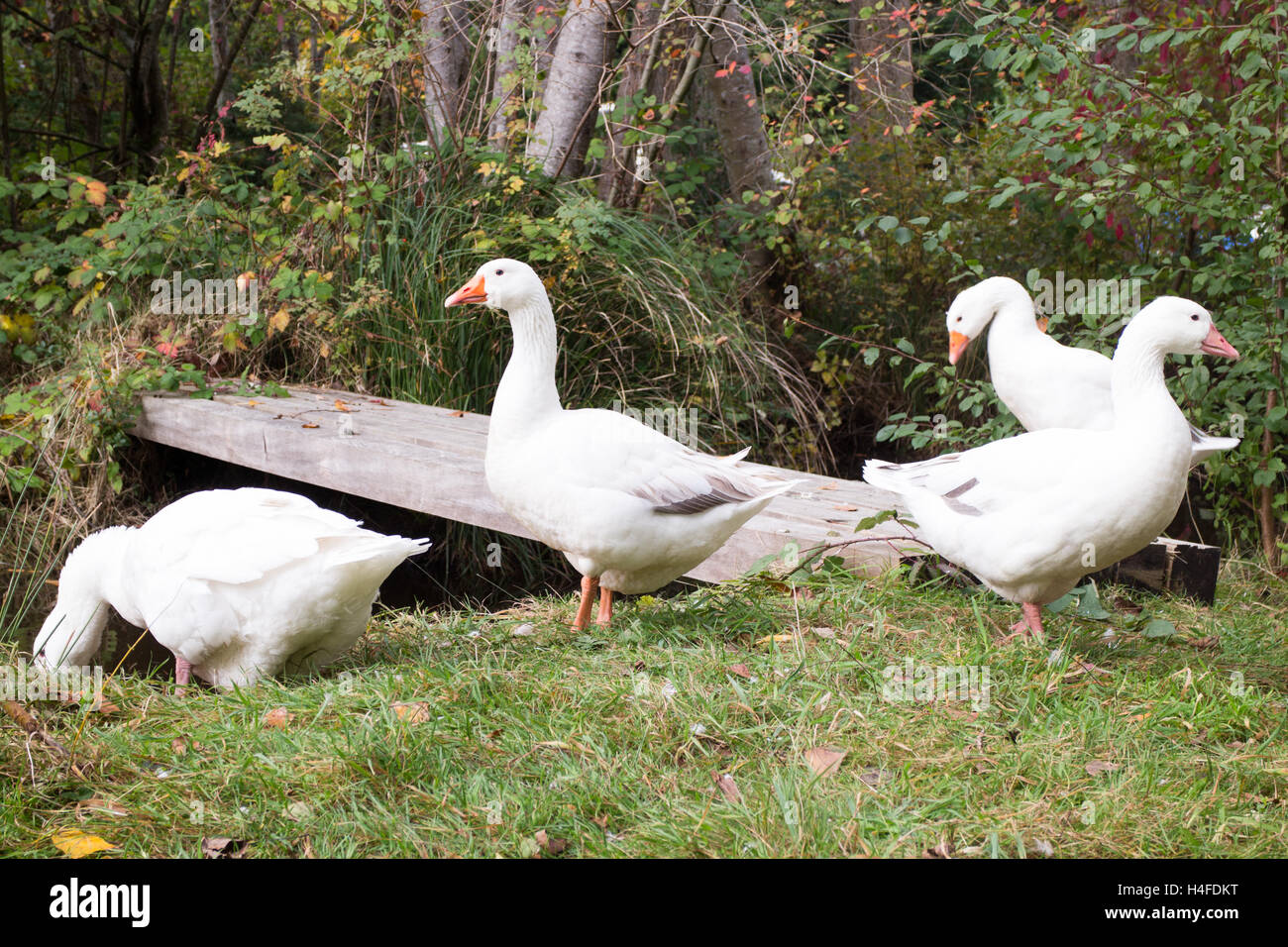 Les oies et canards dans un étang s'amusant à l'extérieur, inspirée de la ferme Banque D'Images