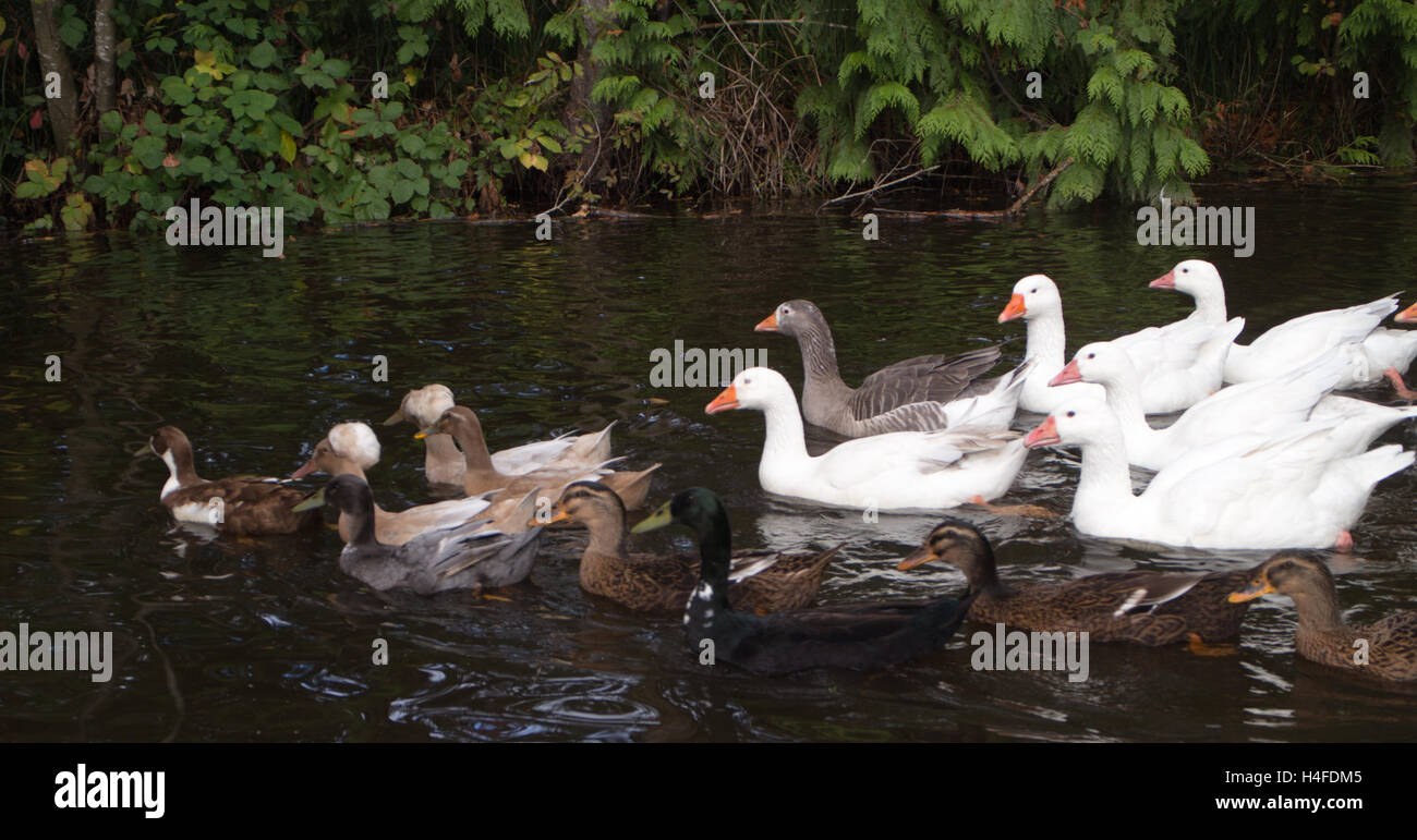 Les oies et canards dans un étang s'amusant à l'extérieur, inspirée de la ferme Banque D'Images