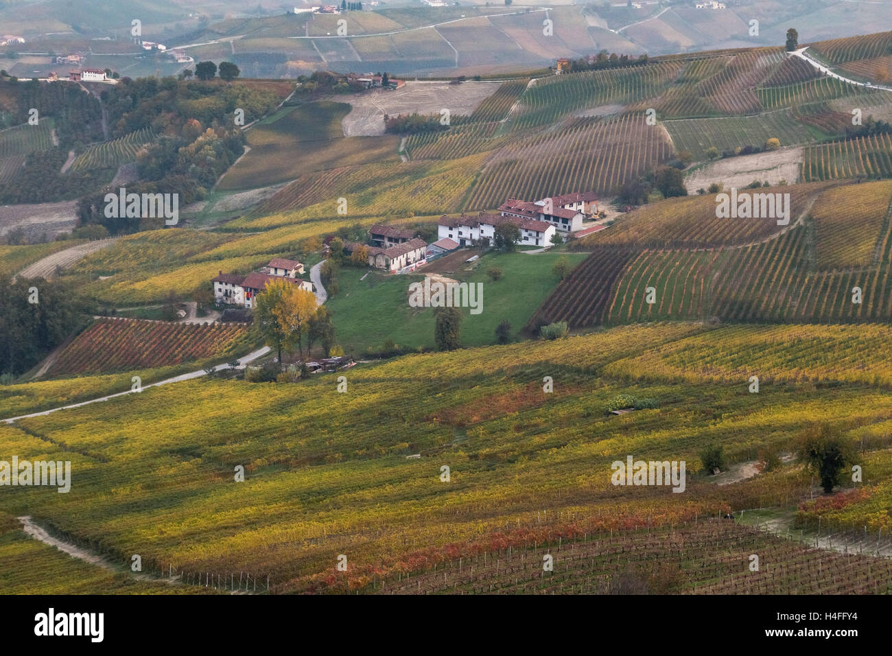 La Morra vignes en automne, Langhe, Cuneo, Piémont, Italie. Banque D'Images