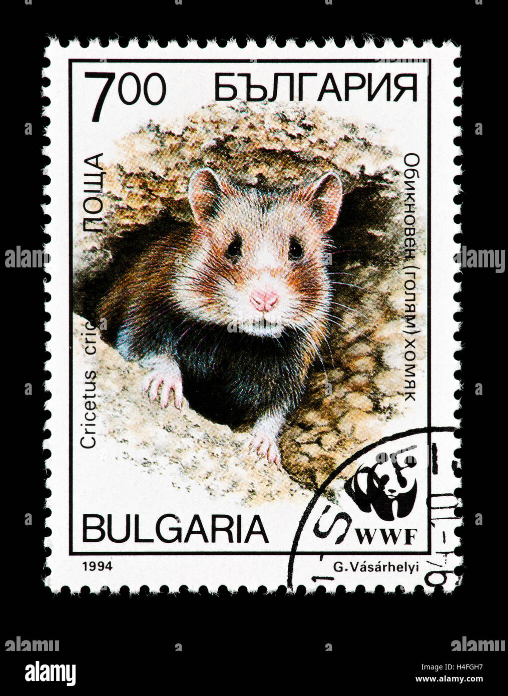 Timbre-poste de la Bulgarie représentant un grand hamster (Cricetus cricetus) scrutant de nid. Banque D'Images