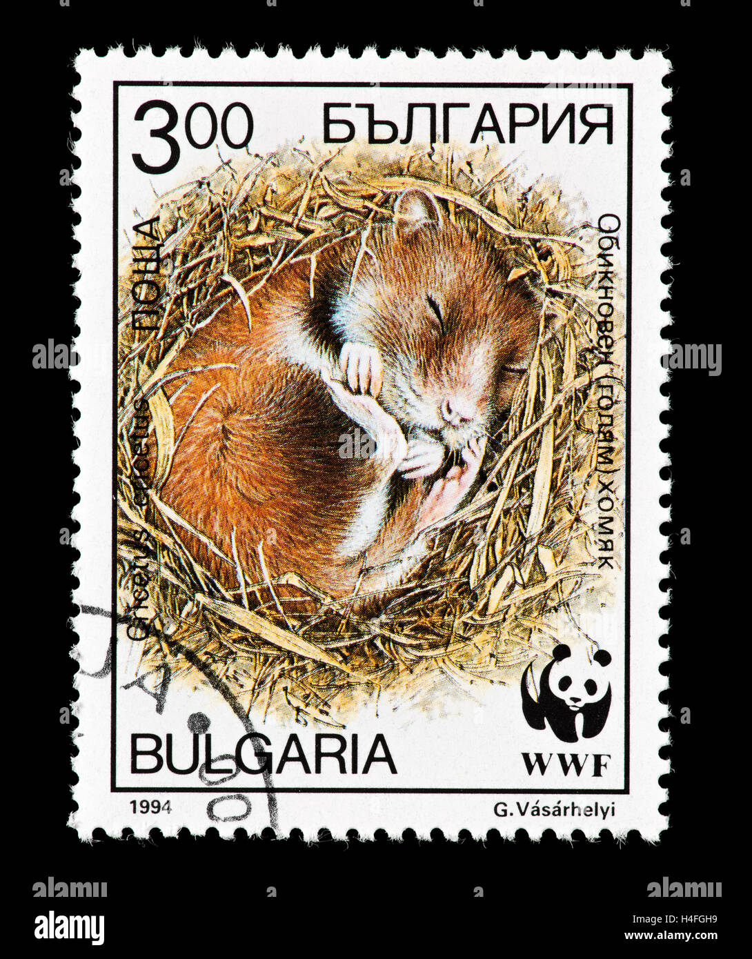 Timbre-poste de la Bulgarie représentant un grand hamster (Cricetus cricetus) dormir dans le nid. Banque D'Images