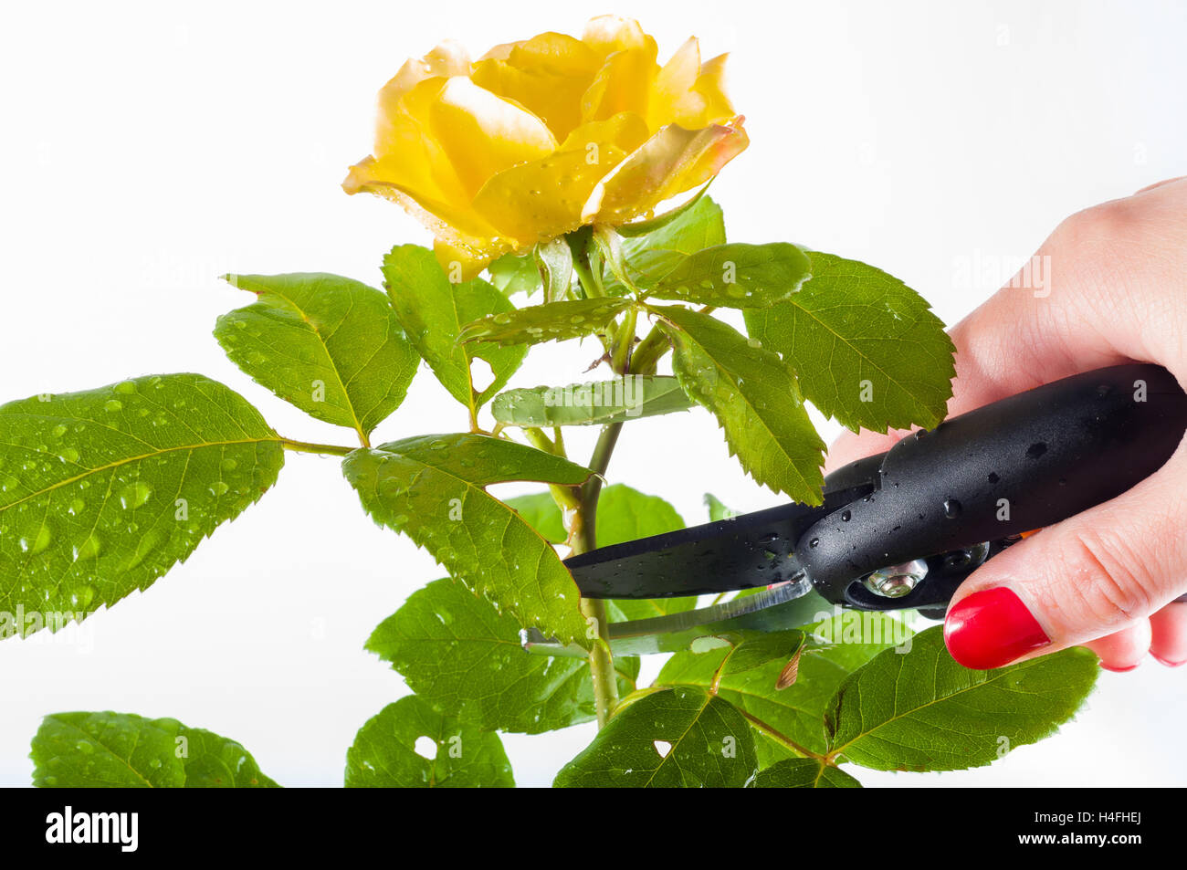 Couper une rose jaune Banque D'Images