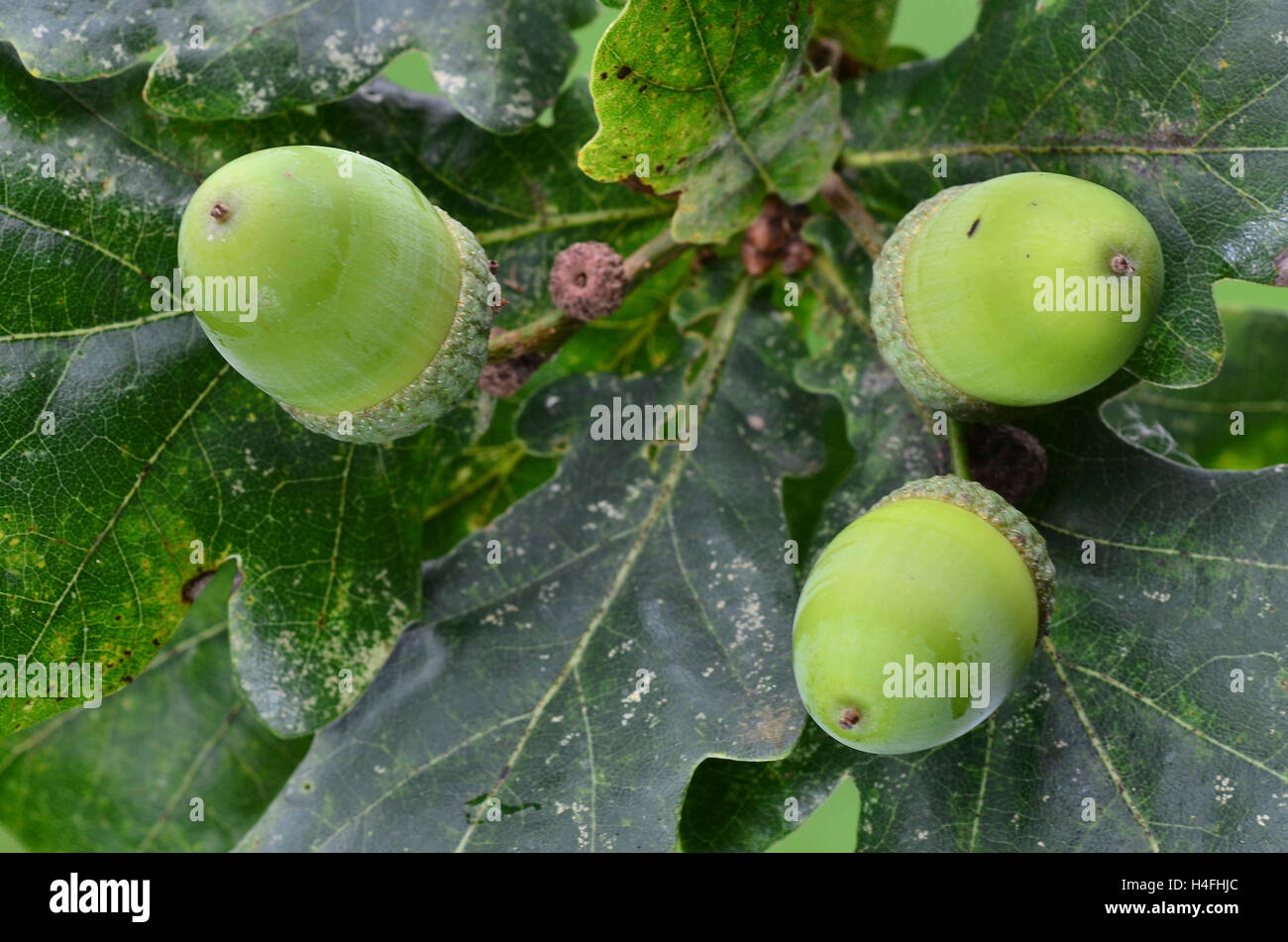 Les glands de chêne pédonculé feuille de chêne avec UK Banque D'Images