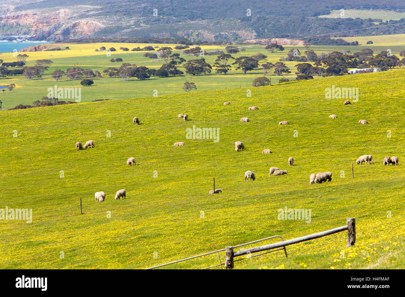 Campagne Près de Stokes Bay sur l'île Kangourou au printemps,l'Australie du Sud Banque D'Images