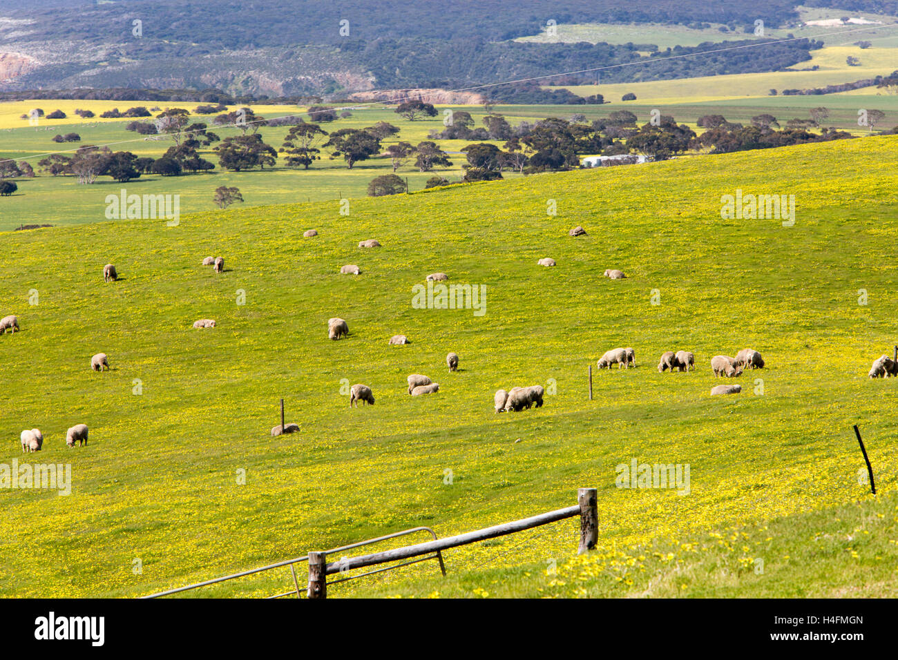 Campagne Près de Stokes Bay sur l'île Kangourou au printemps,l'Australie du Sud Banque D'Images