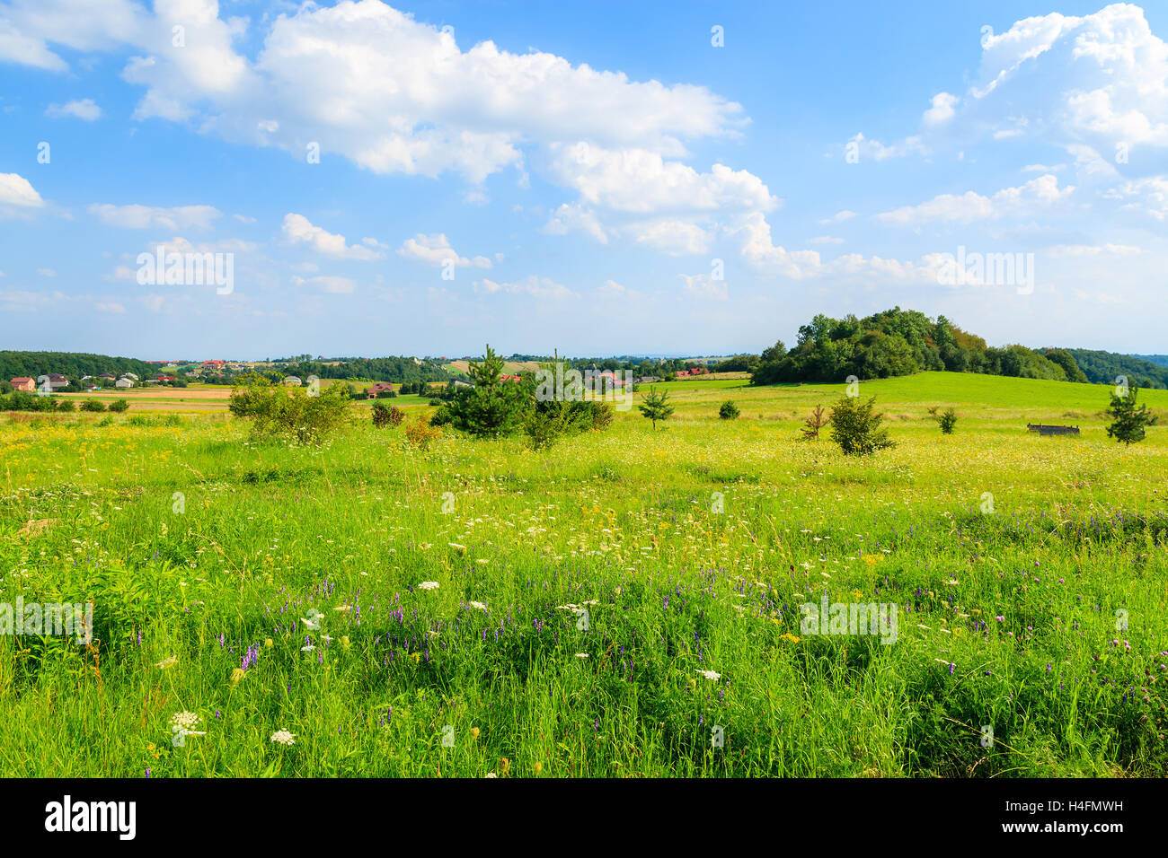 Vue sur pré vert en été paysage près de Cracovie, Pologne Banque D'Images