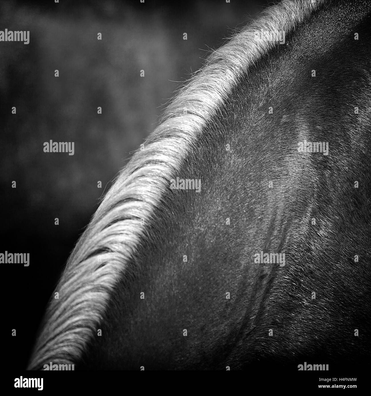 Crin de cheval,close up noir et blanc Banque D'Images
