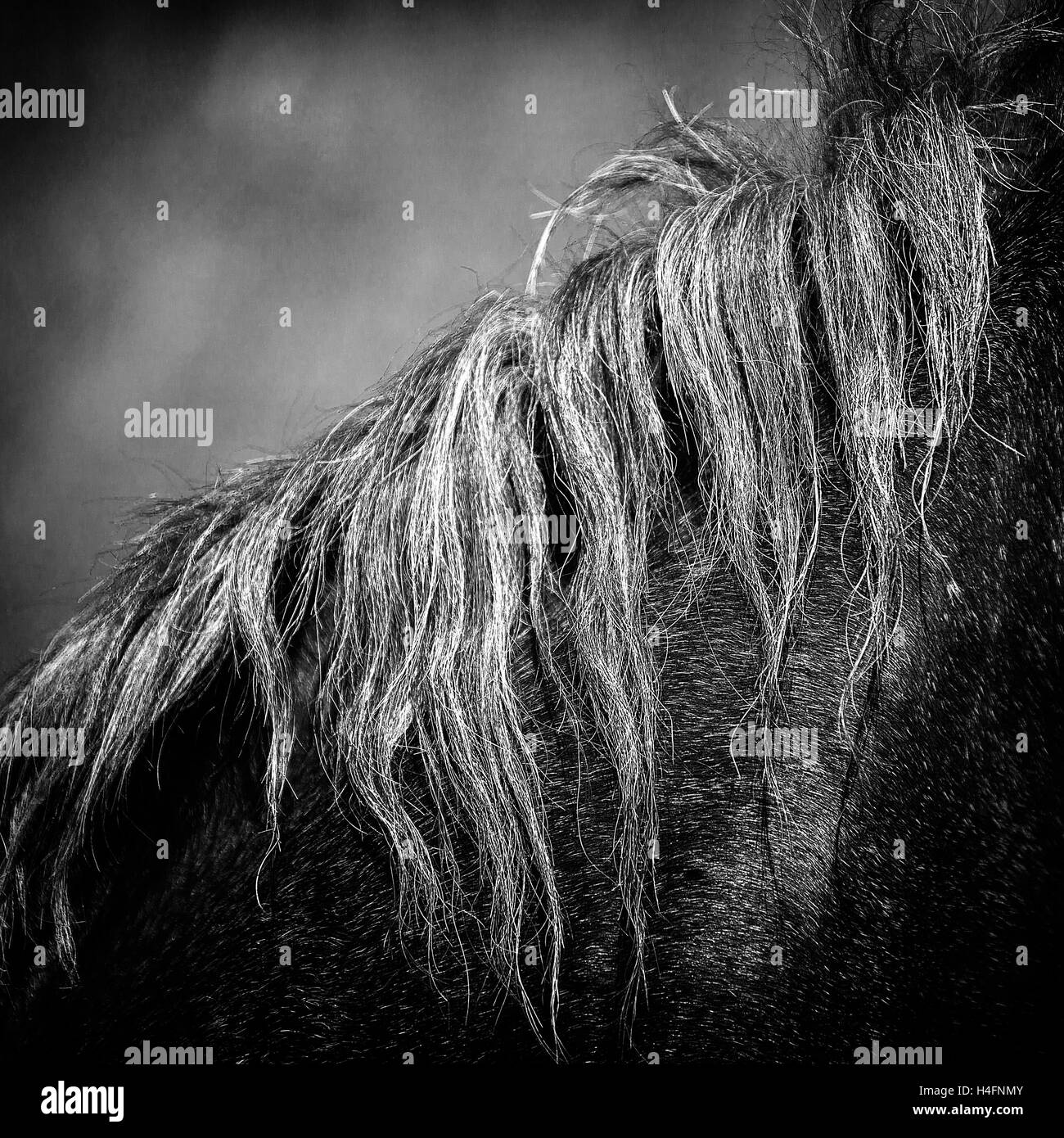 Crin de cheval,close up noir et blanc Banque D'Images
