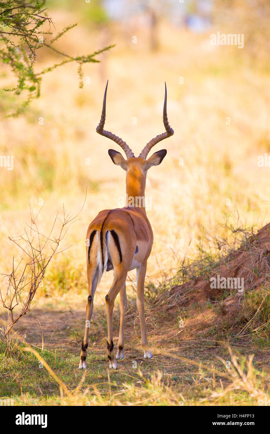 À la gazelle d'ennemis dans le Serengeti Banque D'Images