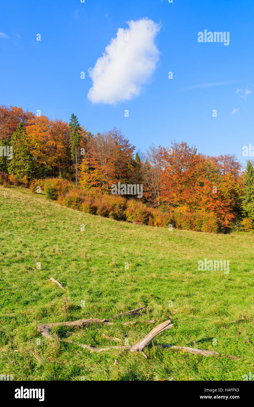 Verte prairie et arbres colorés au cours de saison d'automne dans les montagnes de Pieniny, Pologne Banque D'Images