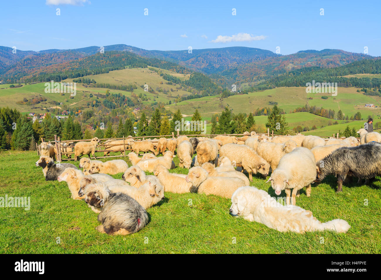 Chien de berger de montagne la garde des moutons paissant sur champ vert aux beaux jours, les montagnes Pieniny, Pologne Banque D'Images