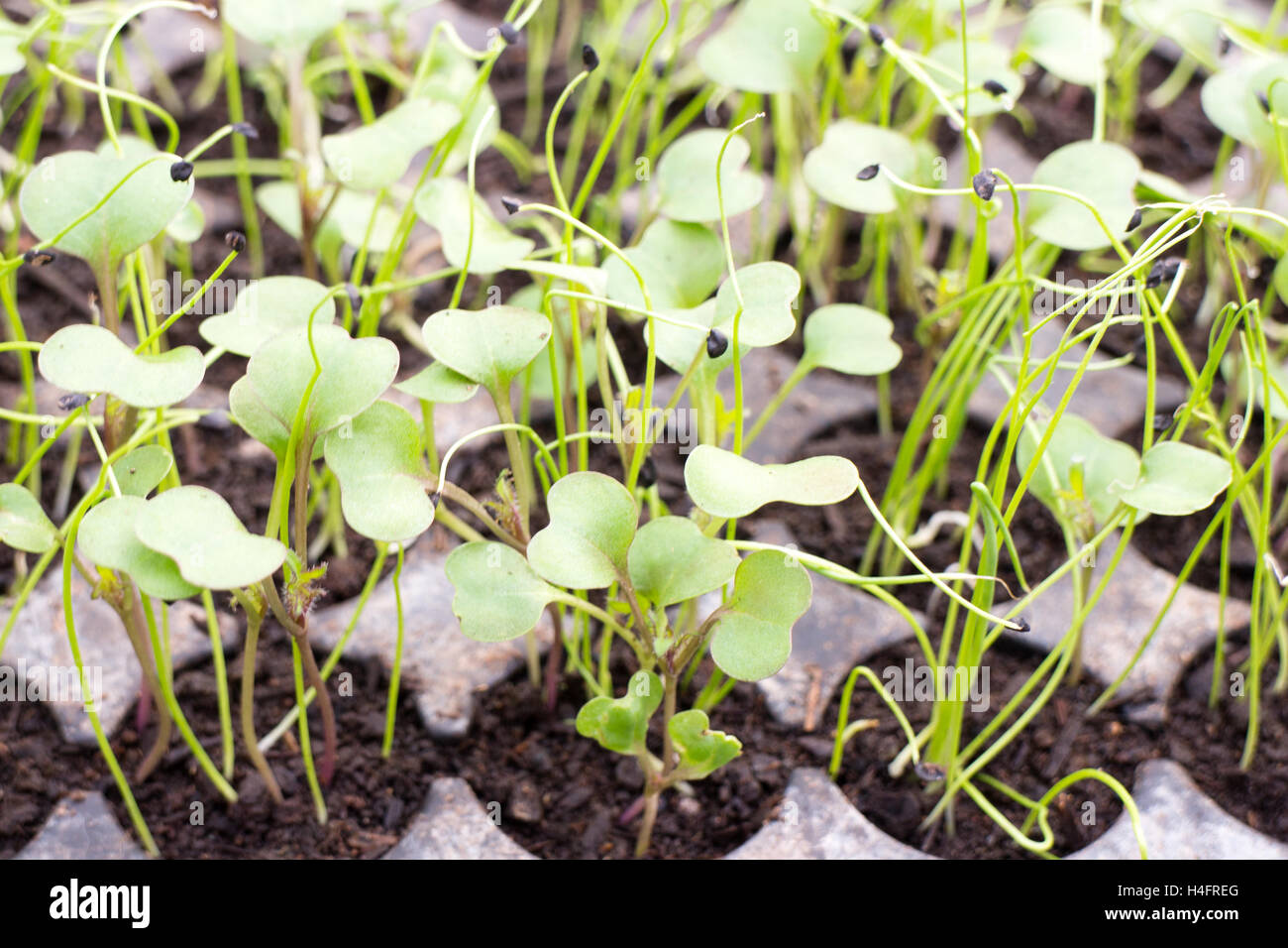 Greffes de bébé les plantes croissant dans les cellules, inspirée de la ferme Banque D'Images