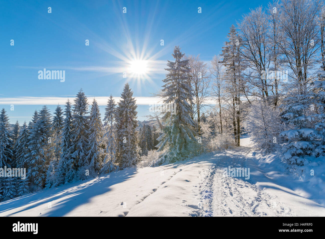 Arbres et route d'hiver dans les montagnes de Beskid Sadecki avec soleil sur ciel bleu, Pologne Banque D'Images