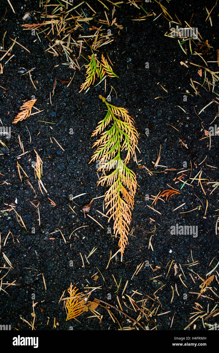 Modification de la couleur des feuilles du vert à l'orange, couleurs d'automne, l'île de Vancouver, une inspiration Banque D'Images