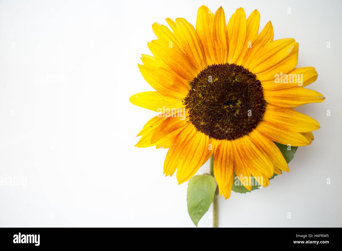 Tournesol jaune close up avec feuilles, inspirée de la ferme Banque D'Images